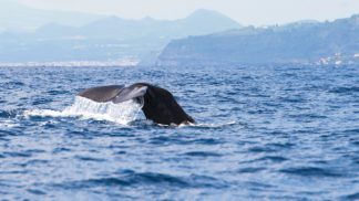 A renovada capital açoriana como sugestão de fim de semana