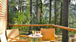 Apetece estar na floresta