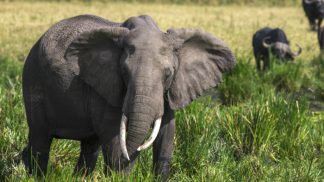 8 dias de jipe e avião no Quénia e Tanzânia