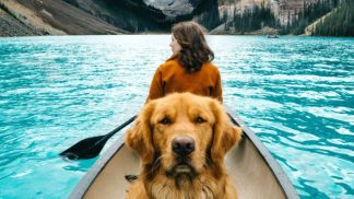 Animais famosos no Instagram por viajarem