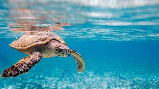 Aqui há tartarugas, paraíso e qualidade de vida