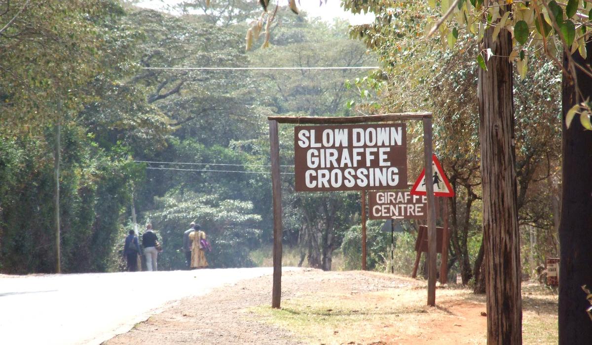 01KGIR-IM1091-giraffe-manor-1475