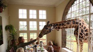 Neste hotel quem o acorda são as girafas Neste hotel quem o acorda são as girafas