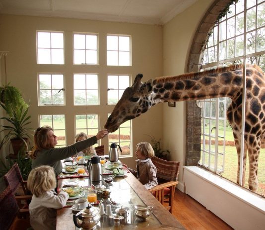 Neste hotel quem o acorda são as girafas Neste hotel quem o acorda são as girafas