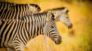 África do Sul é o segundo destino da Volta ao Mundo na RTP3