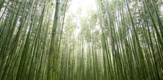 Japão: Um destino tão completo onde a dificuldade é fazer o itinerário