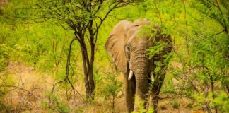 Volta ao Mundo na África do Sul com José Luís Peixoto (RTP 3)