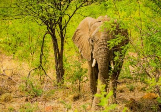 Volta ao Mundo na África do Sul com José Luís Peixoto (RTP 3)