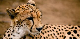 Safaris baratos para quem não se importa de andar de camião