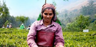 Destinos para beber chá