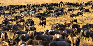 A viagem de uma vida de jipe e avião pelo Quénia e a Tanzânia