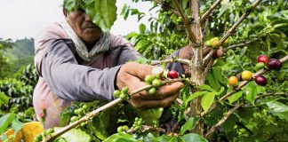 Viagem ao maravilhoso mundo do café da Colômbia