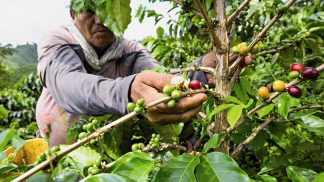 Viagem ao maravilhoso mundo do café da Colômbia
