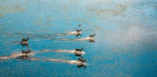 Botswana: É um destino de sonho em África