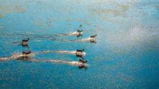 Botswana: É um destino de sonho em África Botswana: É um destino de sonho em África