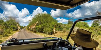 África do Sul: na reserva de Sabi Sabi em busca dos Big Five