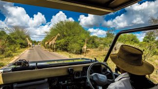 África do Sul: na reserva de Sabi Sabi em busca dos Big Five