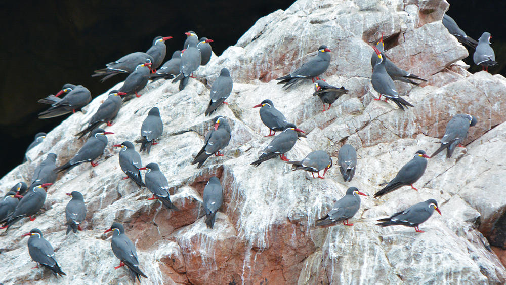 shutterstock_596678357