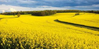 De Lyon a Paris: uma viagem de carro pela estrada de ouro