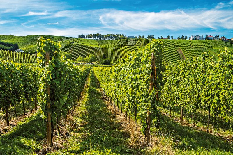 Vineyards along the Moselle river, Luxembourg