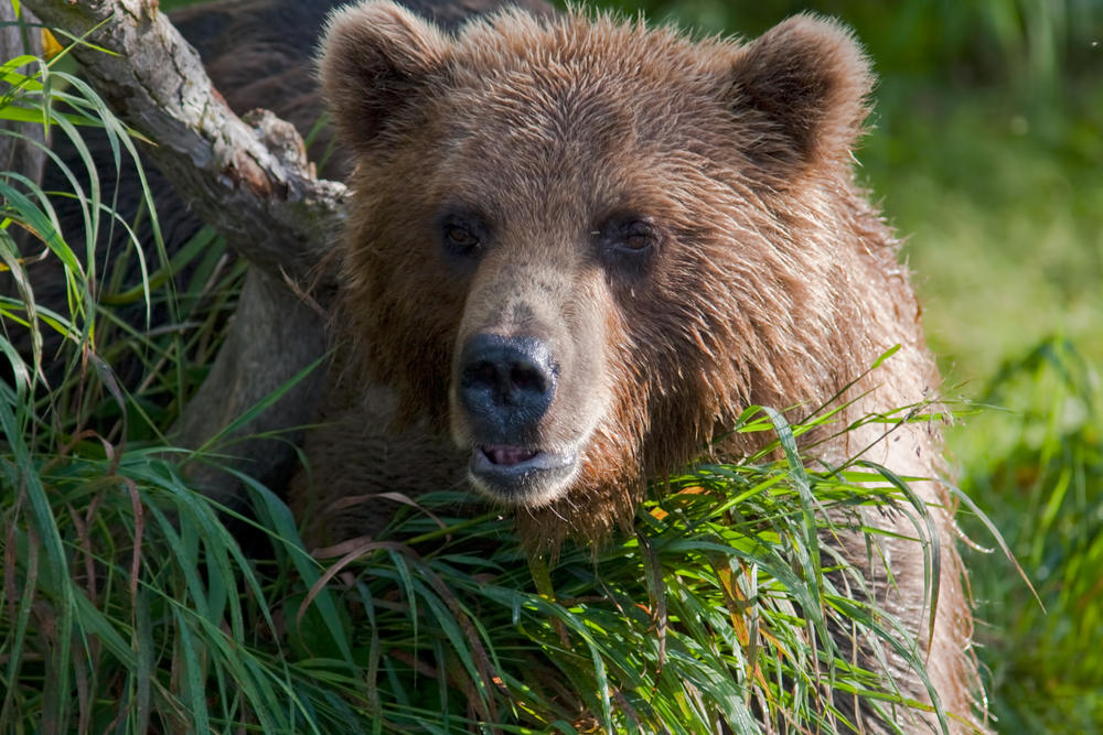 shutterstock_115516918