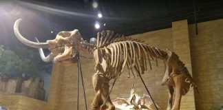 Cinco museus fora do comum que nunca pensou em visitar