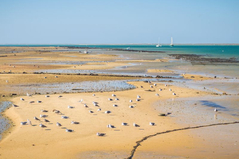 ilha-da-culatra_resultado