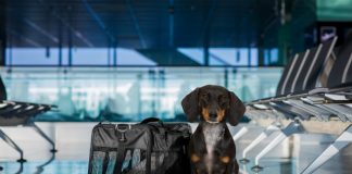 Esta companhia aérea permite levar animais de estimação na cabine