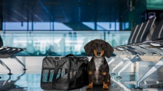 Esta companhia aérea permite levar animais de estimação na cabine