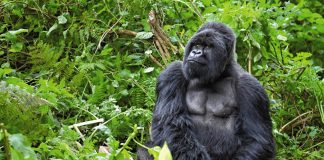 Trekking no Ruanda para observar gorilas no habitat natural