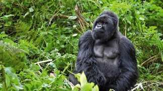 Trekking no Ruanda para observar gorilas no habitat natural