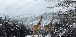 Animais cobertos de branco e em condições extremas após nevão na África do Sul