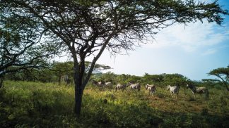 África do Sul: safari fotográfico em busca dos Big Five