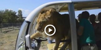 Leão invade carro turístico num safari e o resultado foi inesperado [vídeo]