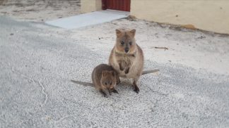 5 praias de sonho onde encontra companhia de animais
