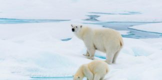 Gostava de conhecer a fascinante região do Ártico? Este tour é para si