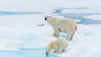 Gostava de conhecer a fascinante região do Ártico? Este tour é para si