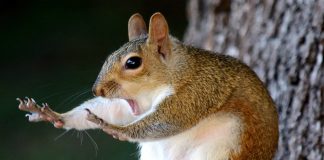 1 Comedy Wildlife Photo Awards