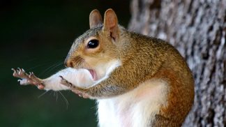 1 Comedy Wildlife Photo Awards