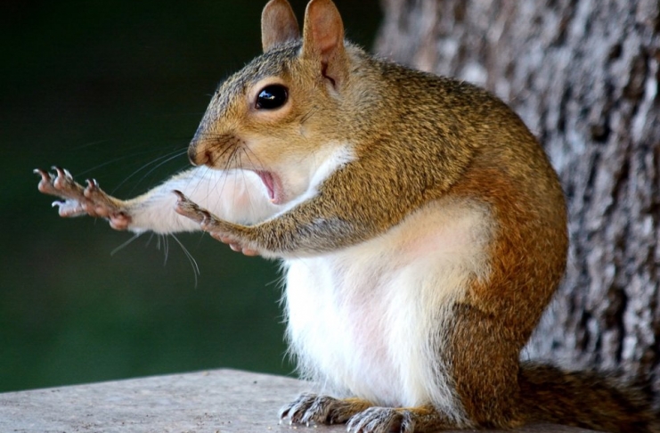 1 Comedy Wildlife Photo Awards