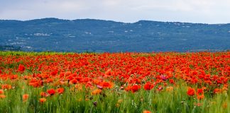 Provence: viagem de carro por uma das regiões mais cénicas de França
