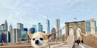 Este cão viaja mais do que todos nós - e as suas fotos são hilariantes