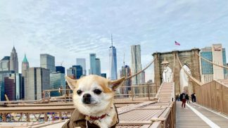 Este cão viaja mais do que todos nós - e as suas fotos são hilariantes