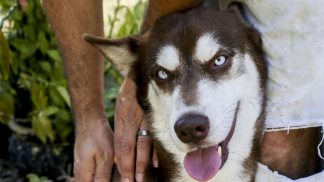 Sinatra: o cão que percorreu quase dois mil quilómetros depois de fugir de casa