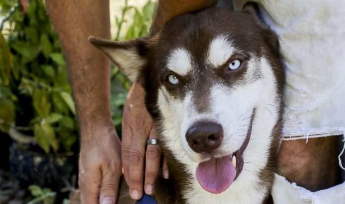 Sinatra: o cão que percorreu quase dois mil quilómetros depois de fugir de casa Sinatra: o cão que percorreu quase dois mil quilómetros depois de fugir de casa