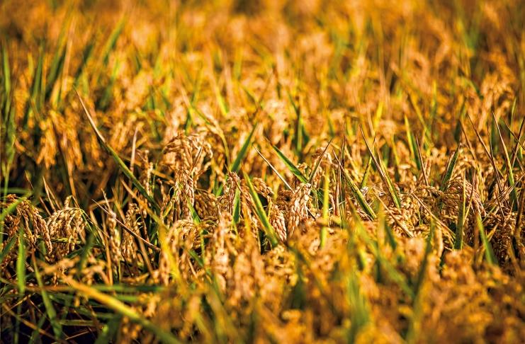 32740301_BINARY_GI1292018REINALDORODRIGUES3639