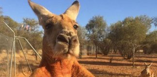 Morreu Roger, o canguru musculado que era um fenómeno da Internet