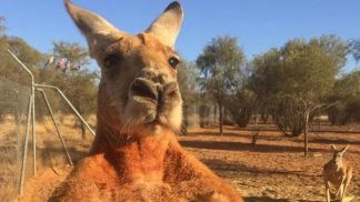 Morreu Roger, o canguru musculado que era um fenómeno da Internet