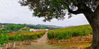 Evoramonte: nova vida no monte alentejano