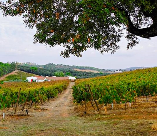 Evoramonte: nova vida no monte alentejano